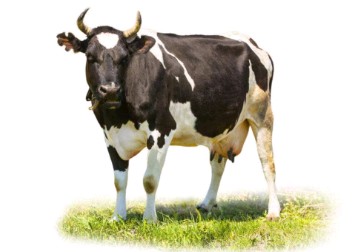 弹簧+牛叫两次动物叫声音芯片